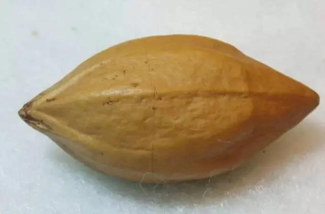 橄榄核分类你知道多少？