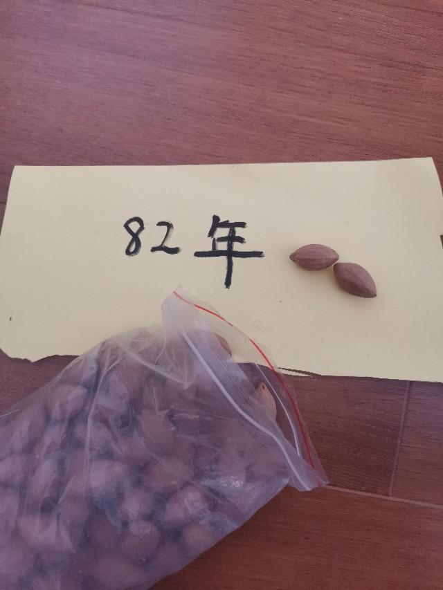 橄榄核（富甲天下）
