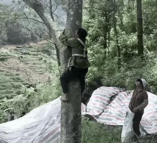 橄榄核也能用来收藏？听说是大山深处给文玩迷们的馈赠