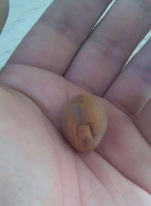 用最笨方法自学文玩核雕，方法通俗易懂，看过后让你茅塞顿开